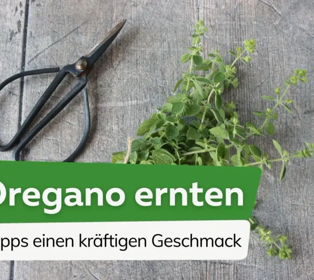 Frische Kräuter für den perfekten Geschmack: Mit einer kleinen Schere wird jetzt oregano ernten zum Kinderspiel.