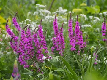 Blühender Blutweiderich in voller Pracht, ein idealer Standort für Insekten.