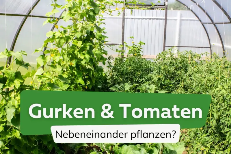 Gurken und Tomaten wachsen üppig nebeneinander in einem Gewächshaus.